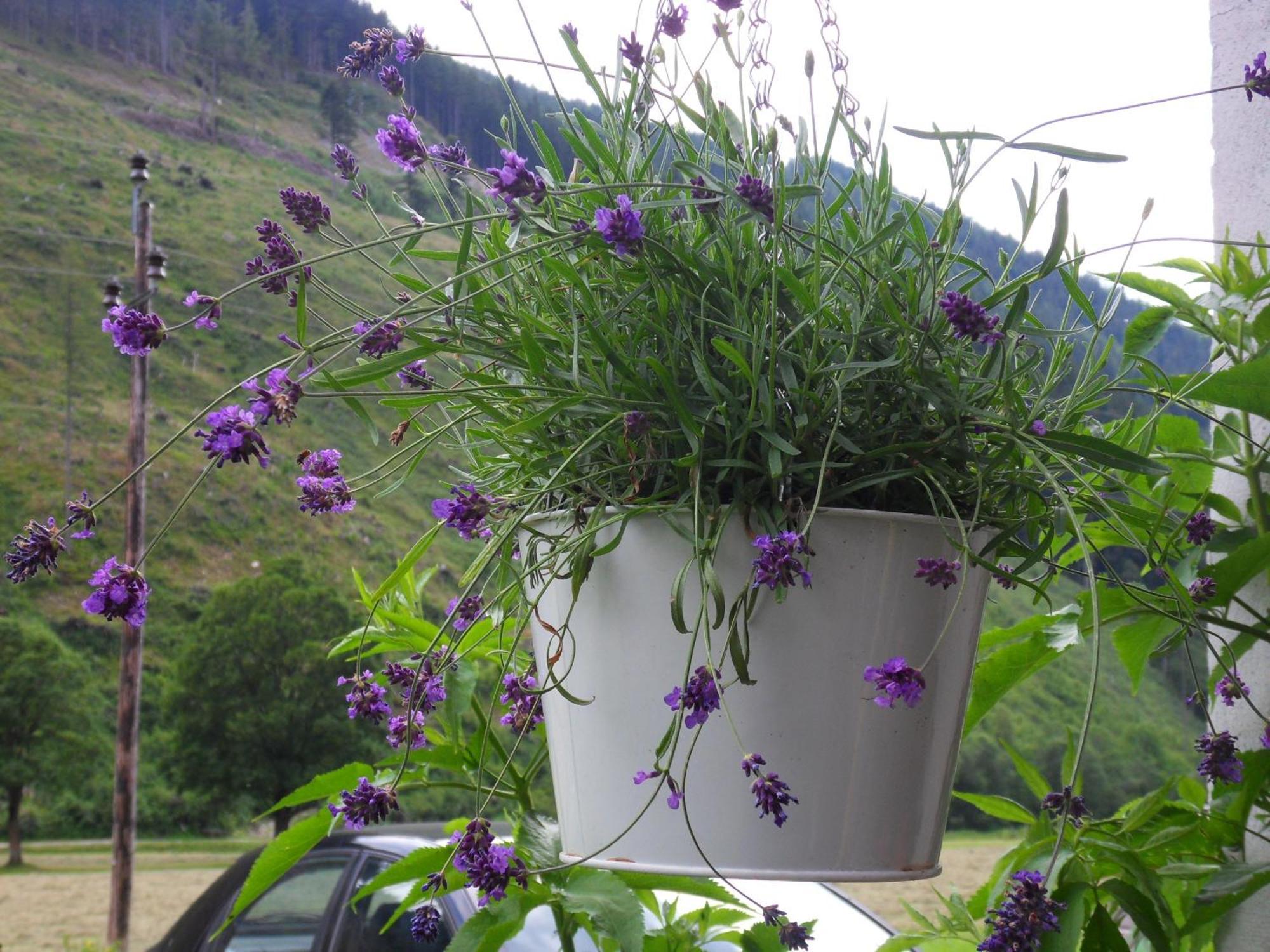 Apartamento Sattlehnerhof Ramsau am Dachstein Exterior foto
